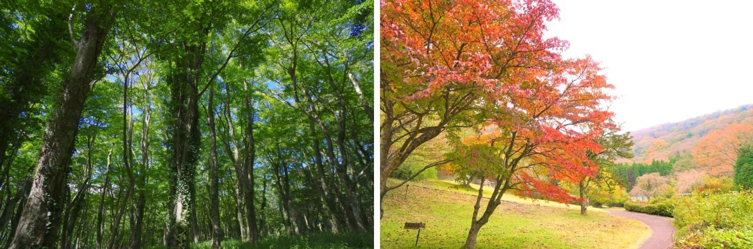 Sunlight filtering through a green forest canopy, and an autumn-colored walking path by the lake