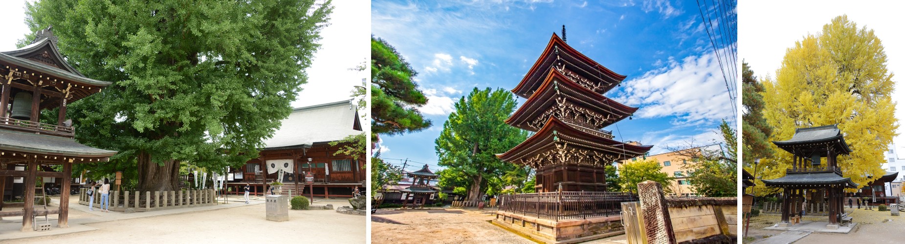 The temple’s bell tower beside its ancient ginkgo tree in green and again in golden autumn color, and the temple’s three-story pagoda
