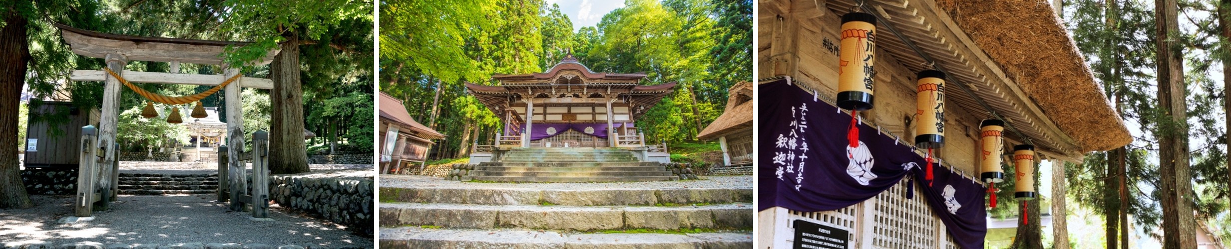 The torii gate approach to Shirakawa Hachiman Shrine, its main shrine hall framed by cedar trees, and lanterns reading Shirakawa Hachimangu hanging beneath the thatched eaves