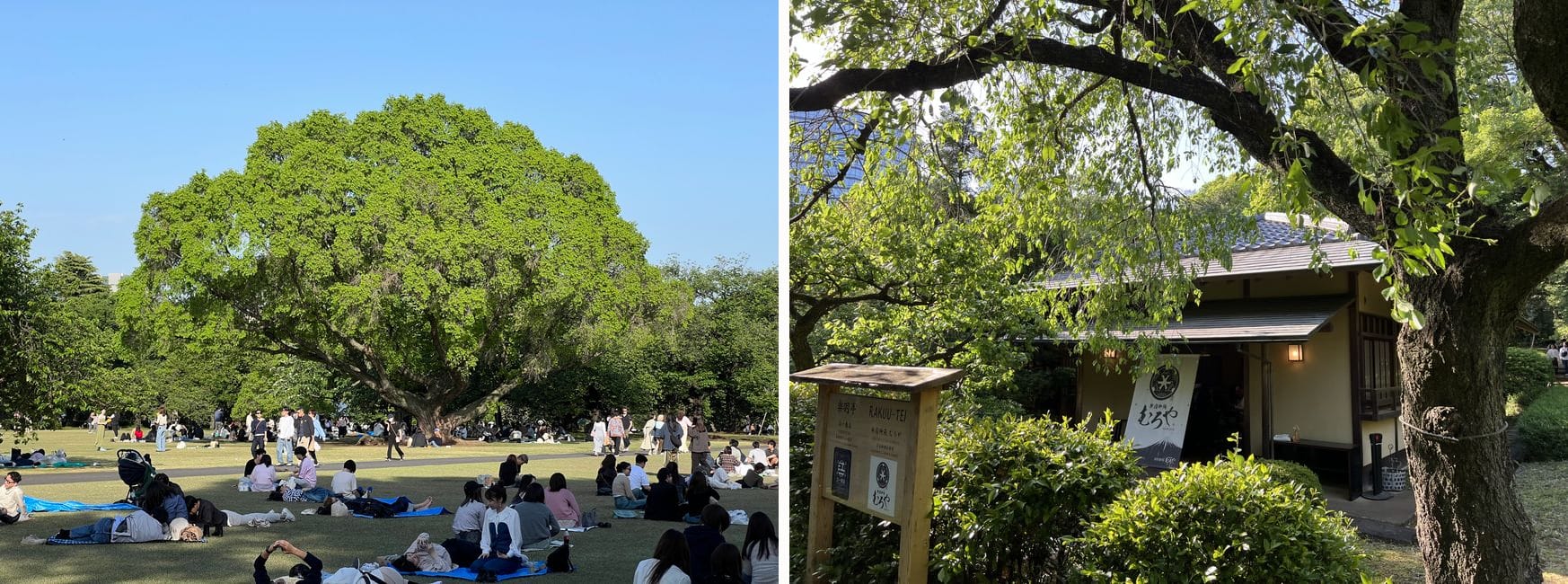 Visitors picnicking under a large tree, and a traditional teahouse building in Shinjuku Gyoen